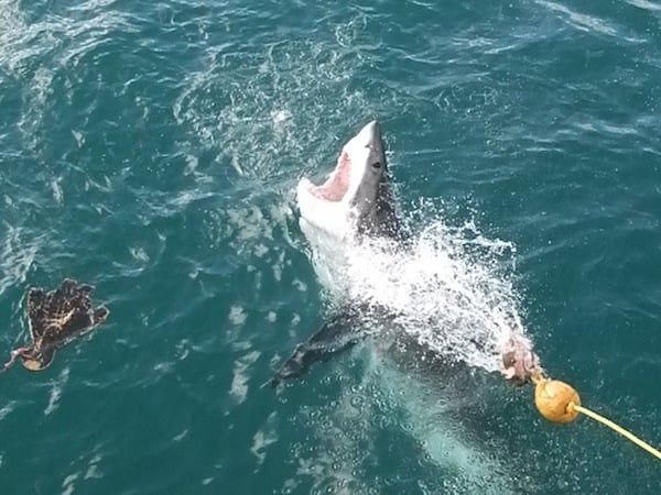 A hungry shark off the coast of South Africa
