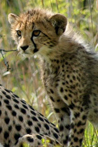 cheetas in South Africa