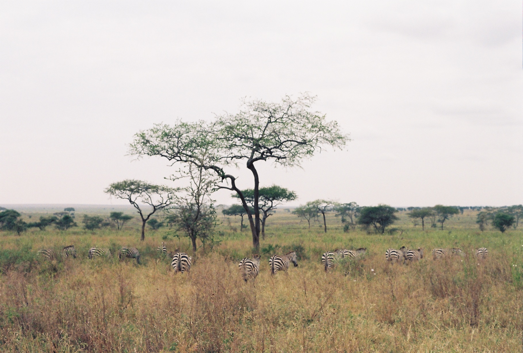 the Serengeti