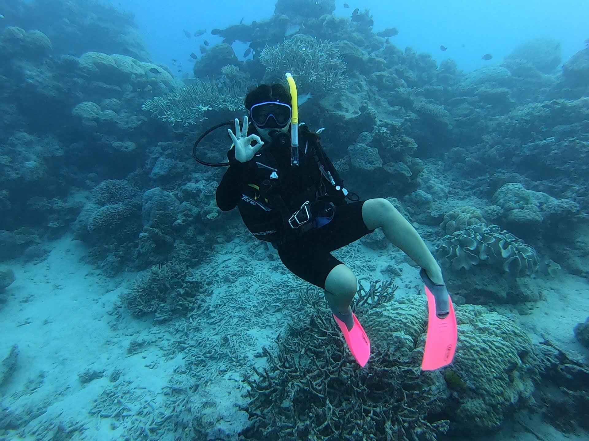 Scuba diving on the great barrier reef!
