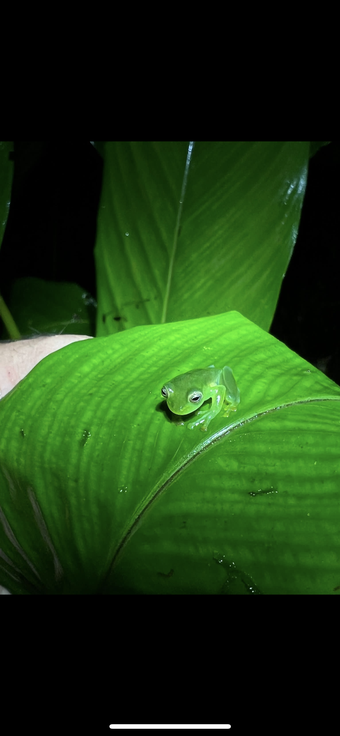 The coolest frog ever which I spotted while we hiked through Rio Celeste in search of sloths and tapirs (both of which we found!)