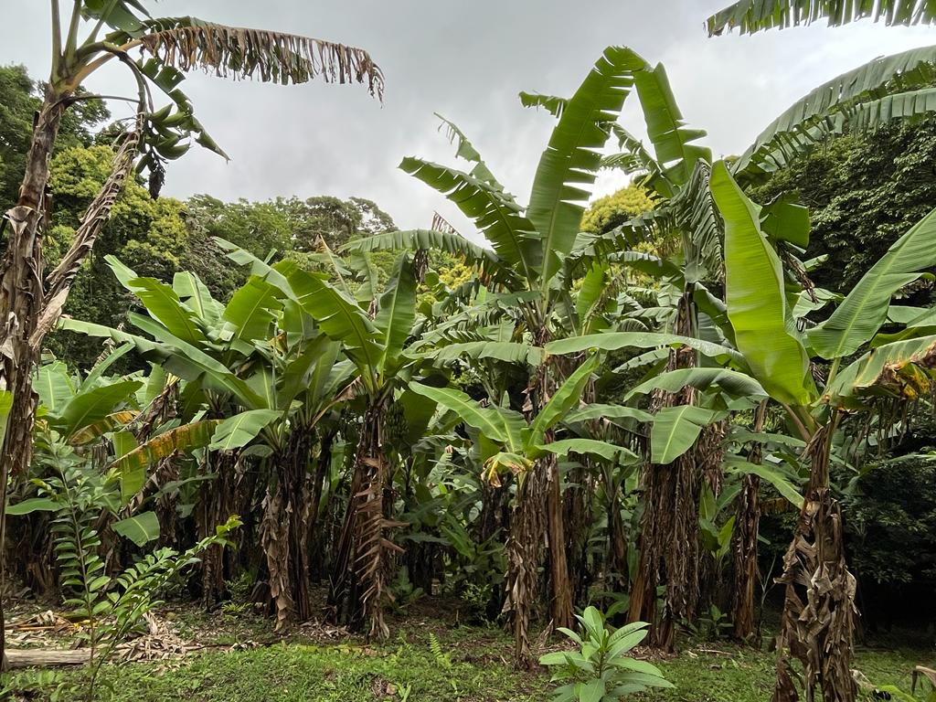 Banana trees on a local hike