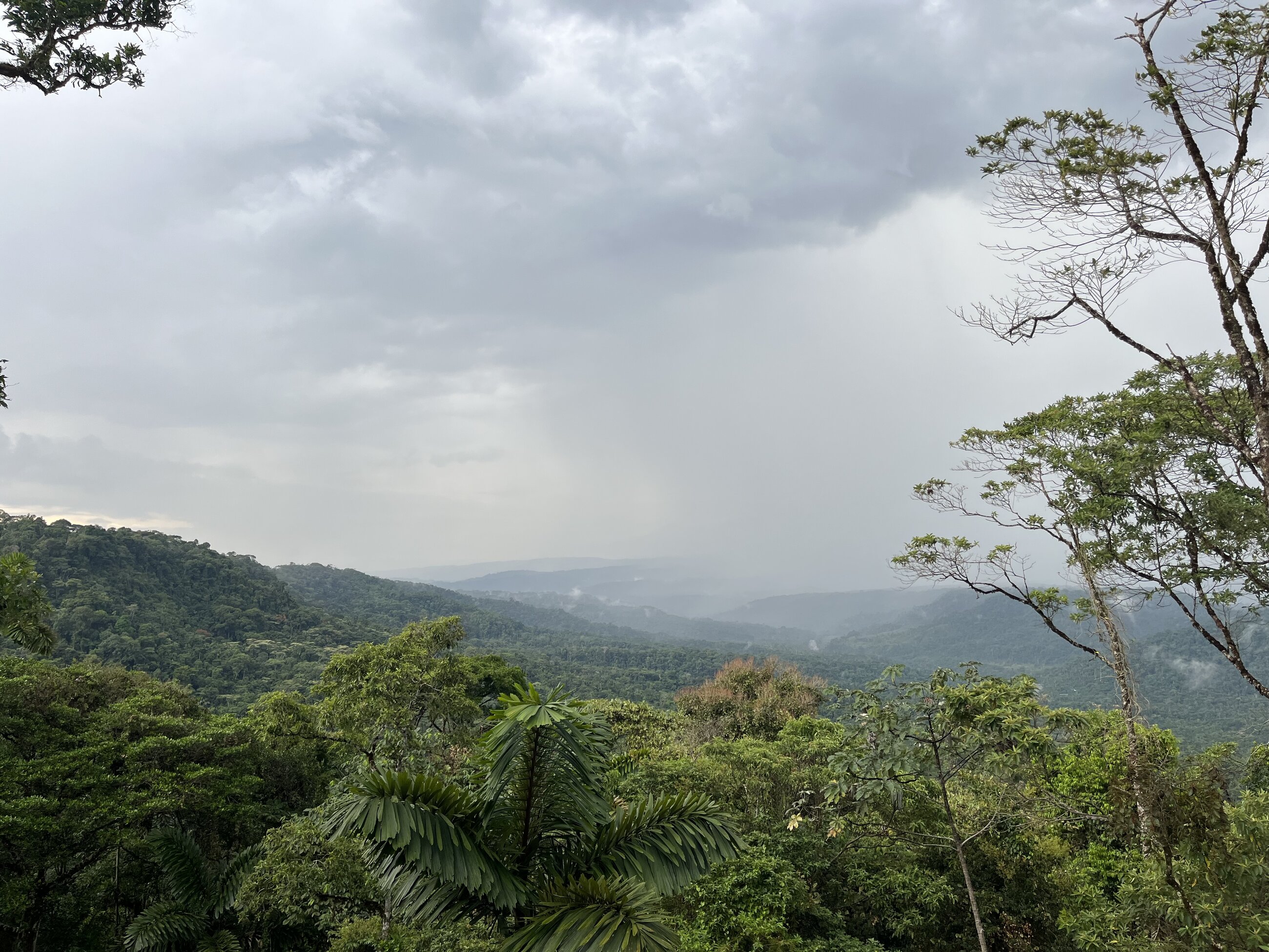 Tamandua:Jungle retreat