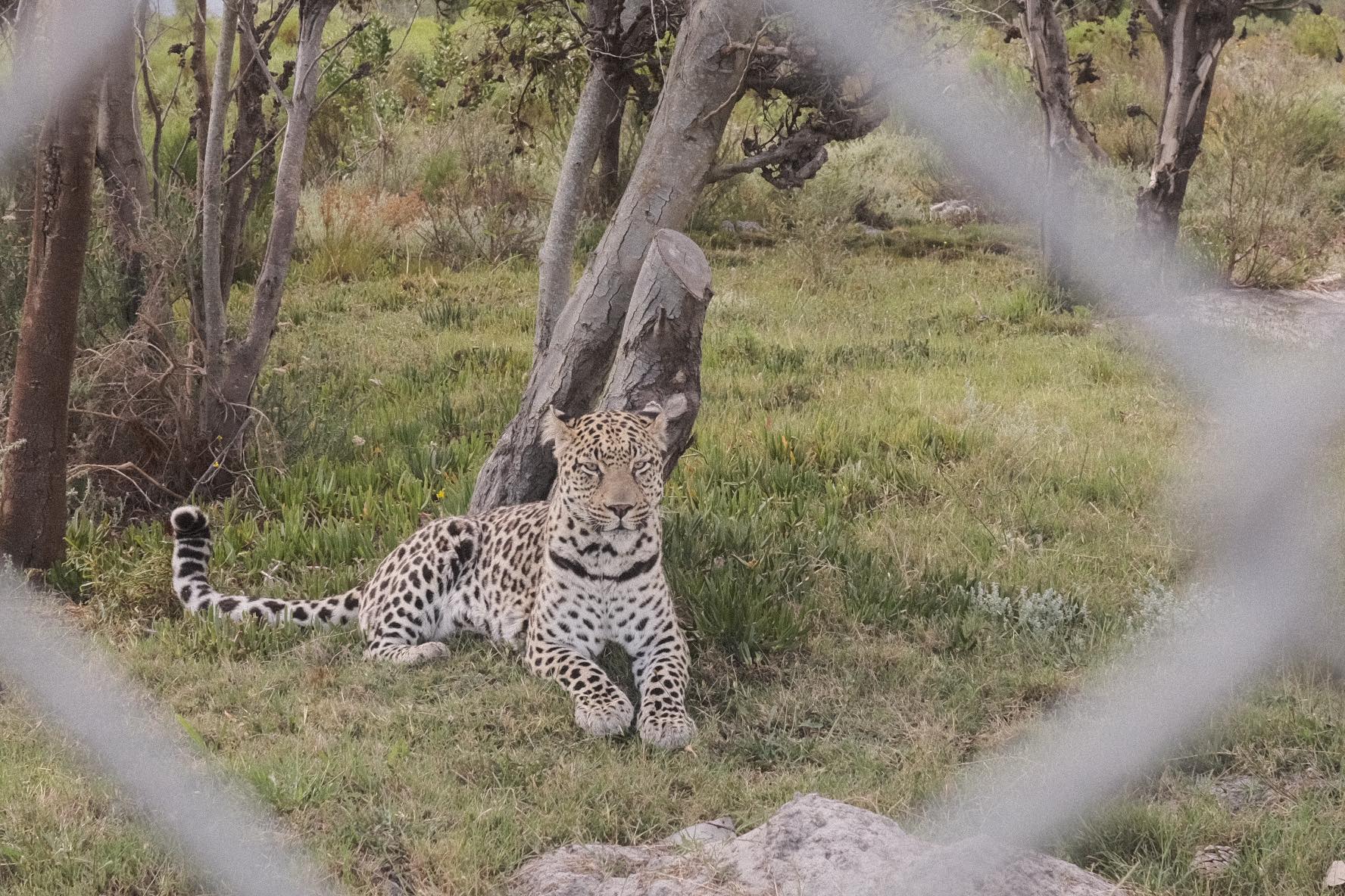 Gabriel, the beautiful leopard