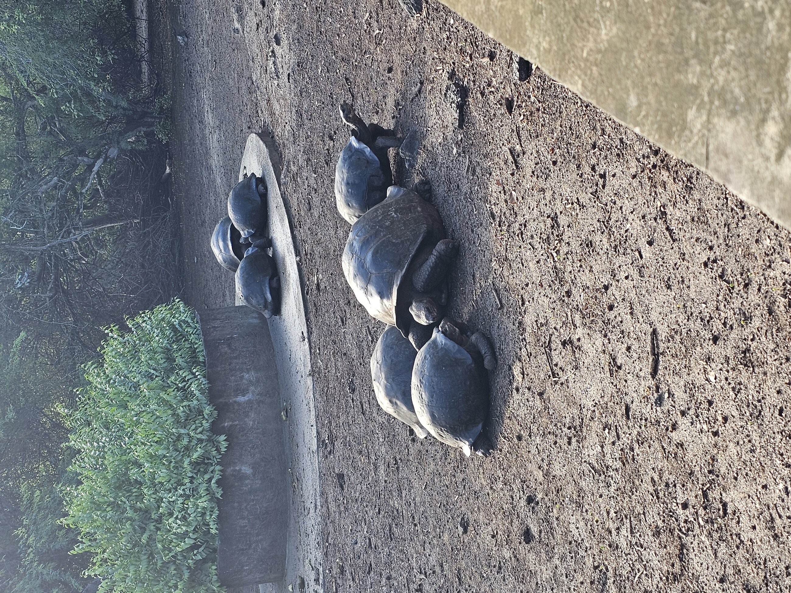 Tortoises at the Breeding Center