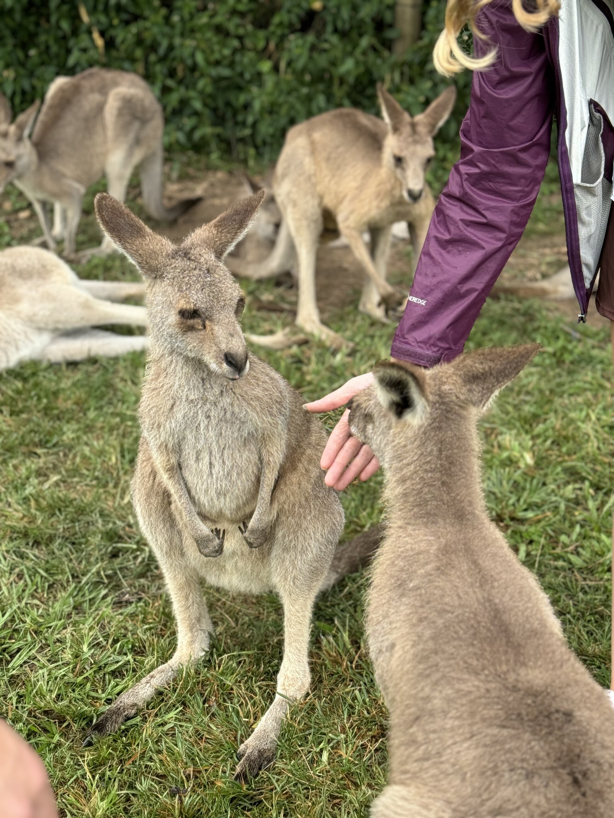 Hand feeding kangaroos in Brisbane!