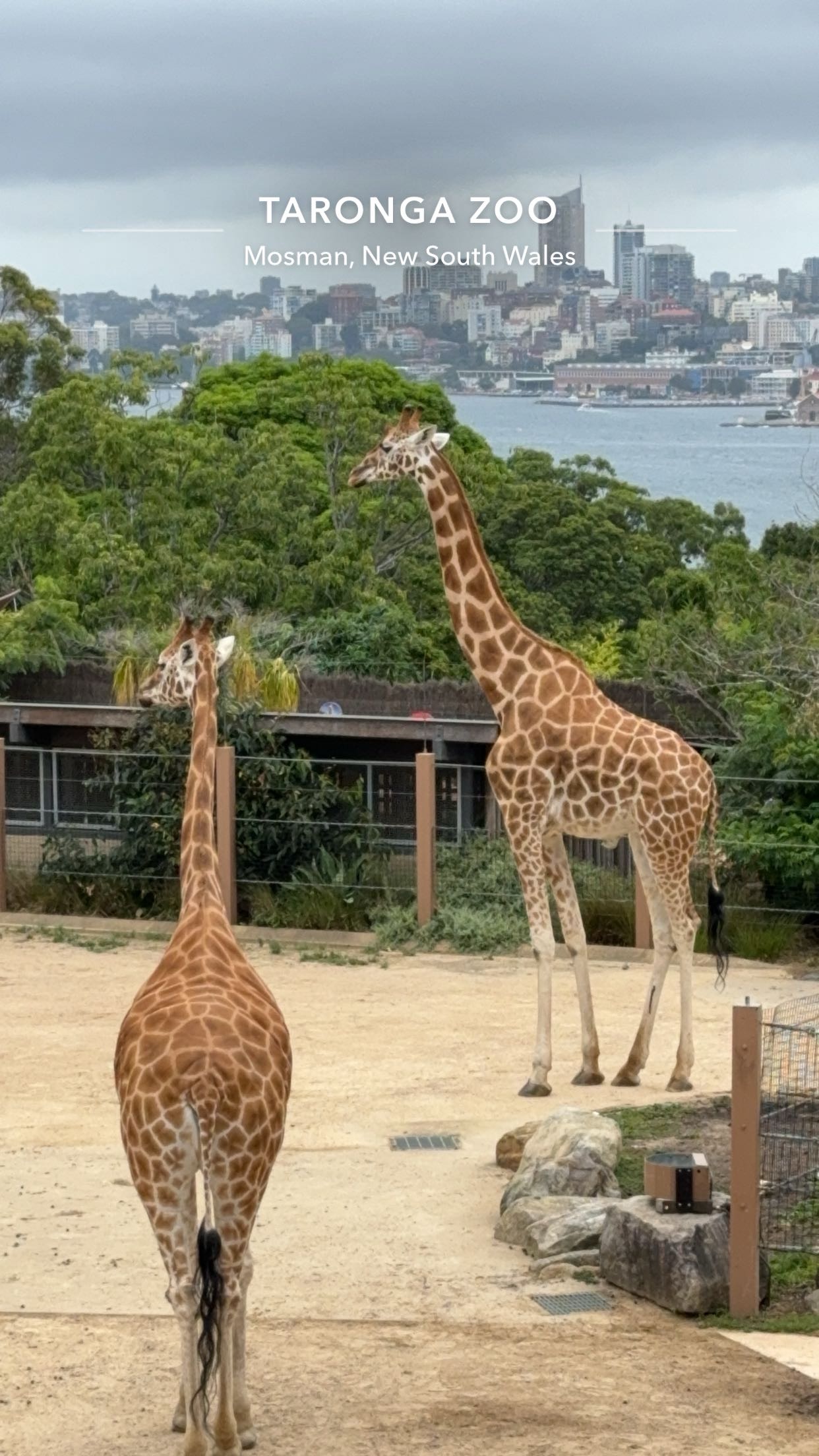 A zoo with a view!