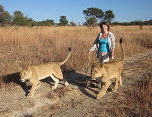 Lions Walking