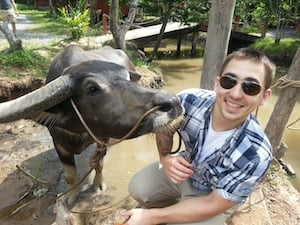 Bull in Vietnam 