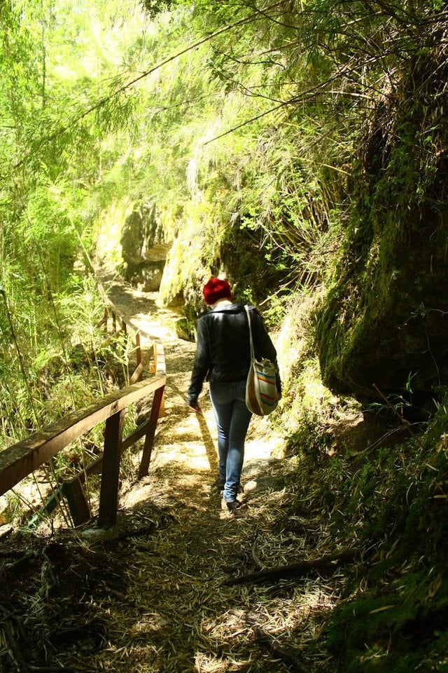 API Argentina hike through forest 