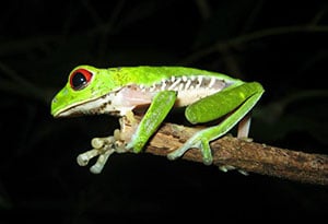 Costa Rica frog 