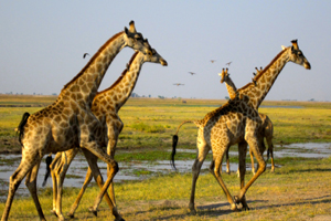 Wildlife in Zambia, Africa