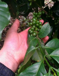 Coffee bean plant.