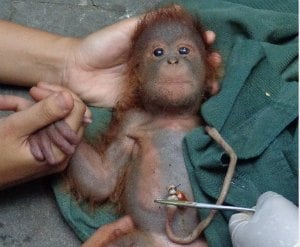 Birth of a baby orangutan