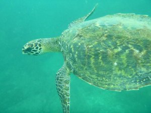 A sea turtle seen on a GLA snorkeling adventure. 