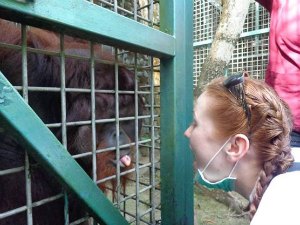 Boni, the orangutan, making cheeky faces!
