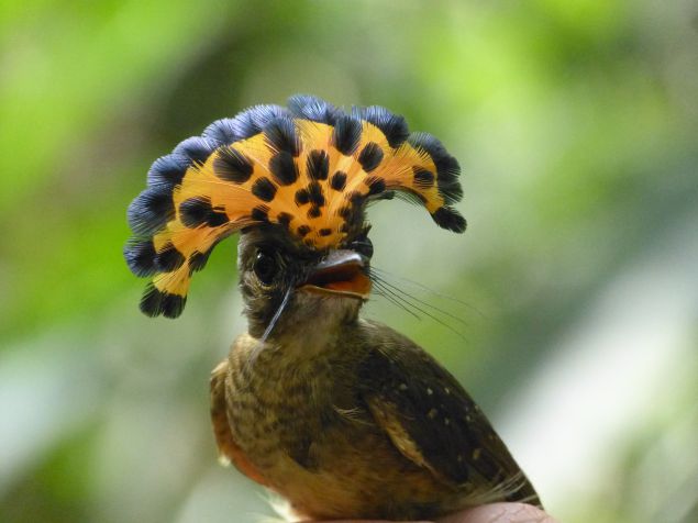 colorful bird in Peru