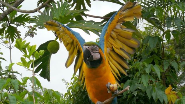 colorful bird in trees 