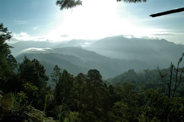 forest in cusuco national park