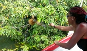 Feeding a monkey 