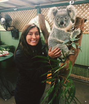 Koala's in Australia