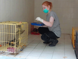 Feeding the Mongoose in the quarantine center