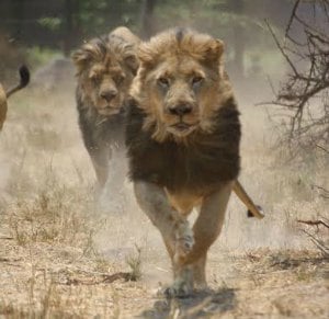 Adult lions running for their food