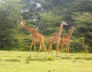 Giraffes in Kenya