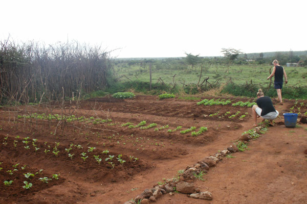 Volunteering in agriculture in Kenya