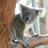 Koala at a wildlife sanctuary volunteer program in Australia