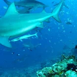Shark Conservation Volunteering in Fiji