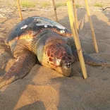 Sea Turtle Conservation in Greece