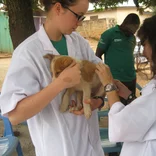 Two Veterinary interns treating a puppy in Ghana