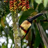 SFS Costa Rica Semester - bird in the coffee trees