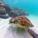 sea turtle in the Great Barrier Reef