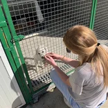 Volunteer with animals in Croatia