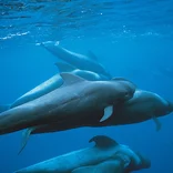 Dolphins and Whales in the Marine Conservation Project in Tenerife