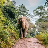 Elephant Sanctuary in Chiang Mai
