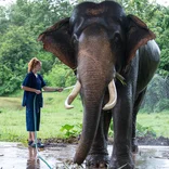 Student washing elephant