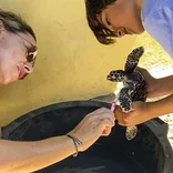 cleaning turtle