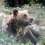Bear Conservation Volunteer in Croatia