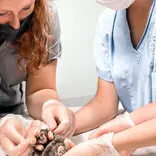 Get hands on alongside veterinarians working with animals like marmosets