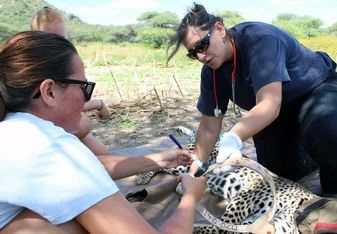 Volunteers together with a veterinary examining a leopard in the wild