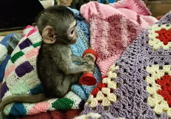 Orphaned monkey in need of love