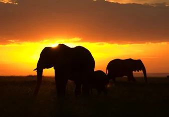 Elephants in Zimbabwe at sunset