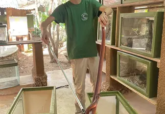 Intern handling a red spitting cobra with tongs