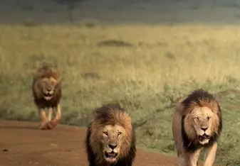 Male lions spotted at the maasai mara national reserve
