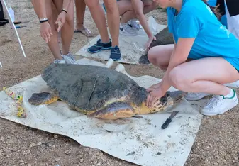 Sea Turtle Service