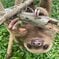 Two-Toed Sloth at Rescue Center Costa Rica