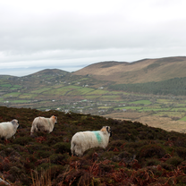 OPC Kerry Way hike -- no trip to Ireland is complete without a picture of sheep